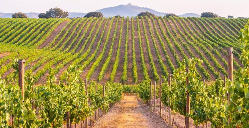 Wine Tourism and Rural Development Discussed in Portugal in September 2021