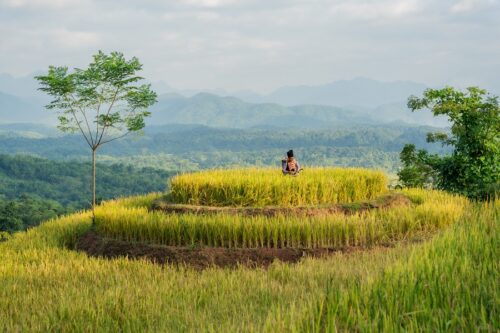 Avana Retreat Takes Going Green Literally By Planting 10,000 Trees - TRAVELINDEX