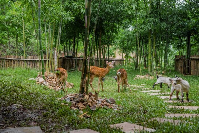 Avana Retreat Opens Nature Sanctuary for Animals in the Mountains - TRAVELINDEX