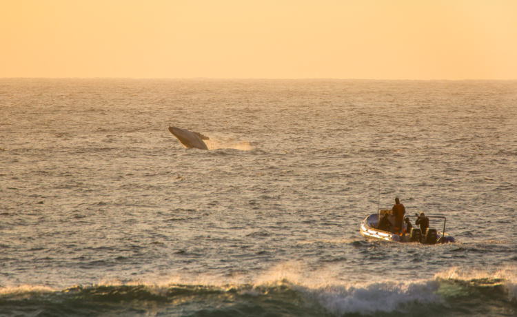 Inside Indian Ocean's Last Quiet Whale Corridor - TRAVELINDEX